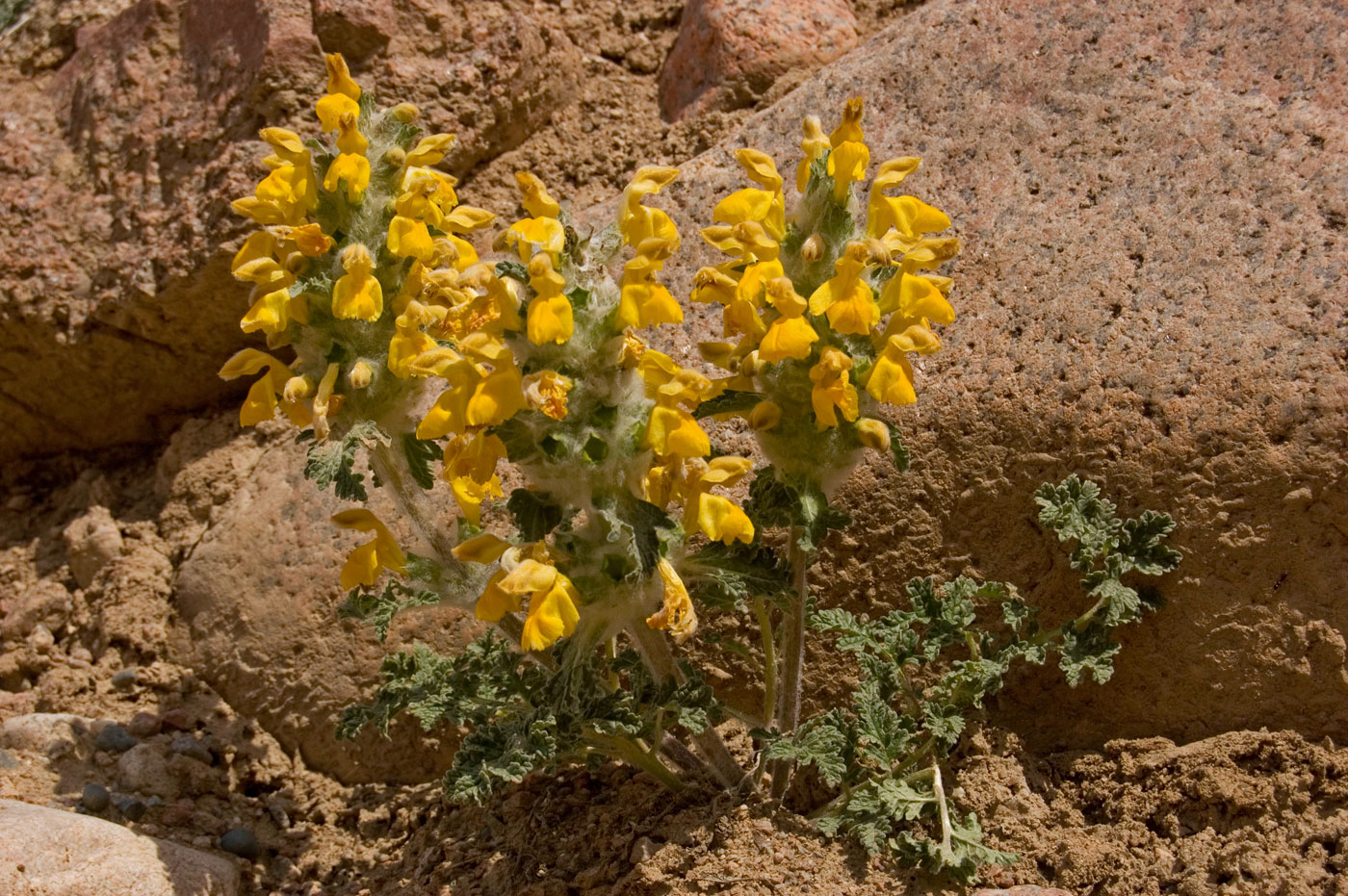 Изображение особи Phlomoides speciosa.