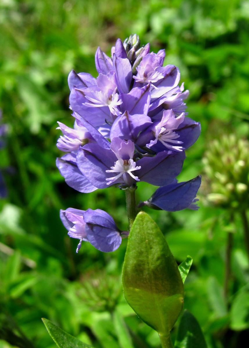 Image of Polygala alpicola specimen.
