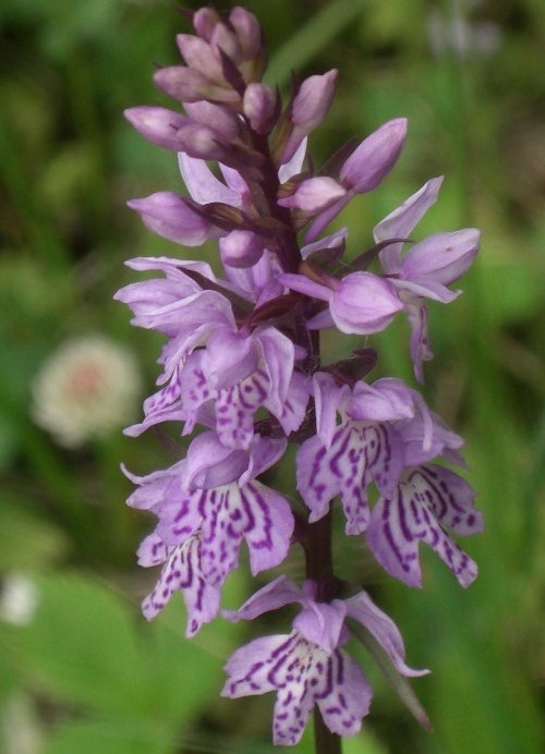 Изображение особи Dactylorhiza fuchsii.