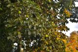 Diospyros kaki. Часть кроны взрослого дерева. Абхазия, Пицунда, территория пицундского заповедника. 08.09.2014.