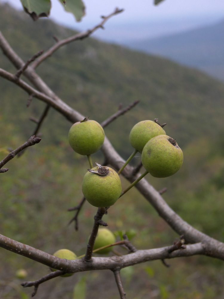 Image of Pyrus caucasica specimen.