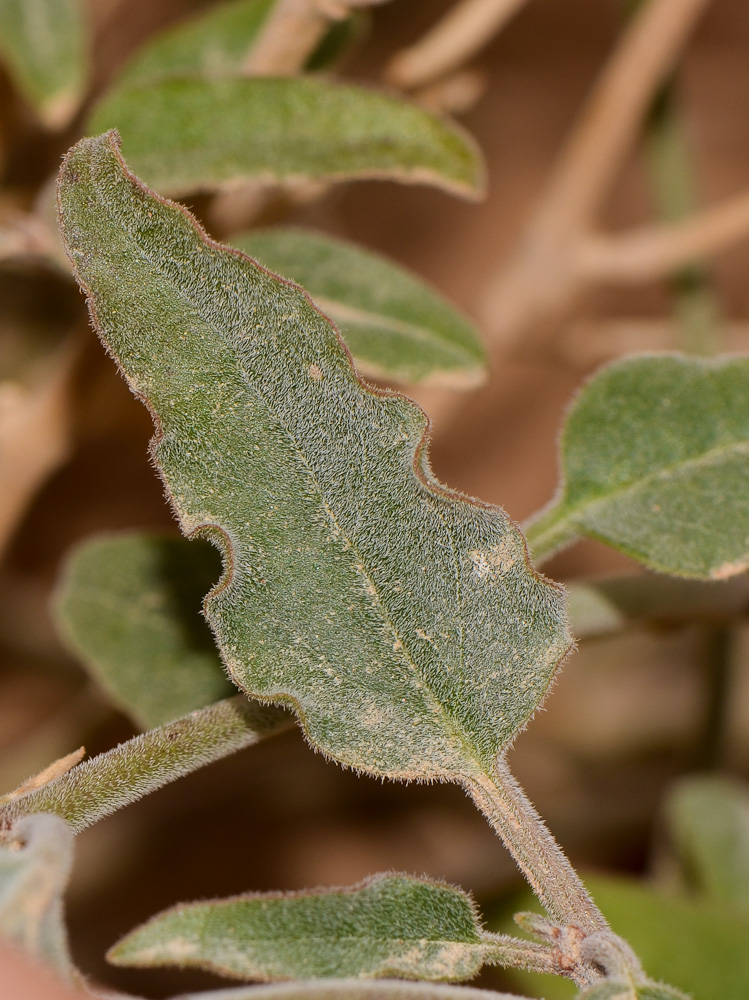 Image of Glossonema boveanum specimen.