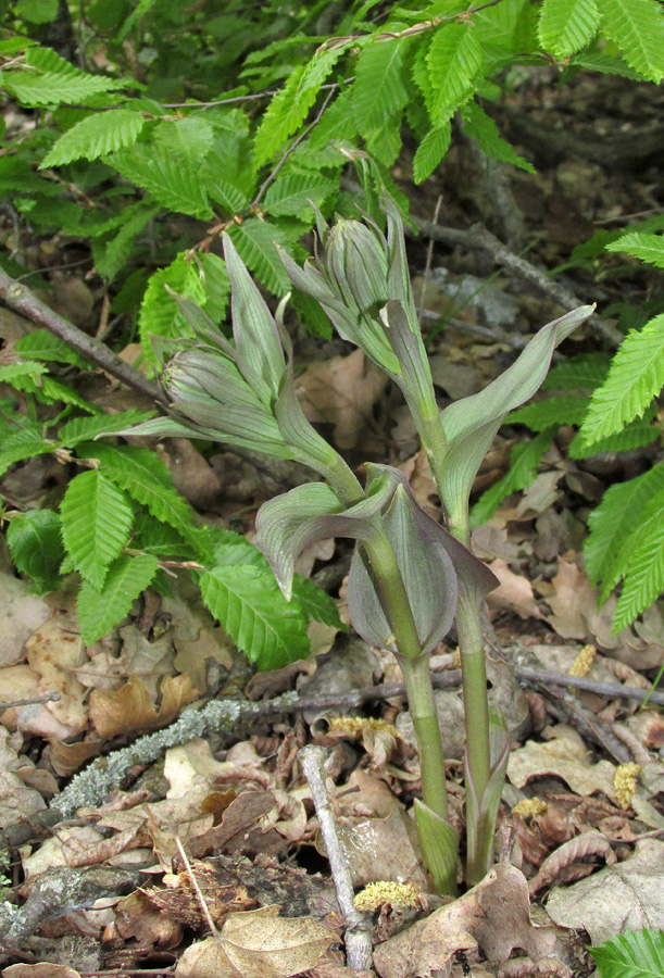 Image of Epipactis krymmontana specimen.