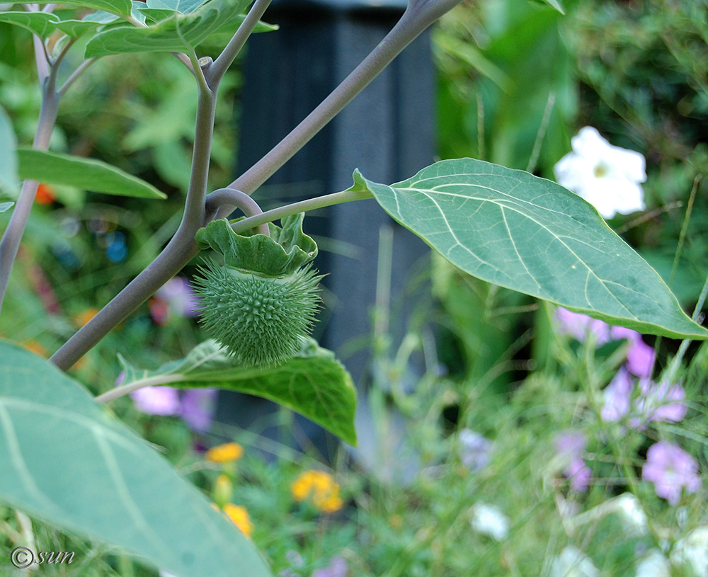 Image of Datura wrightii specimen.
