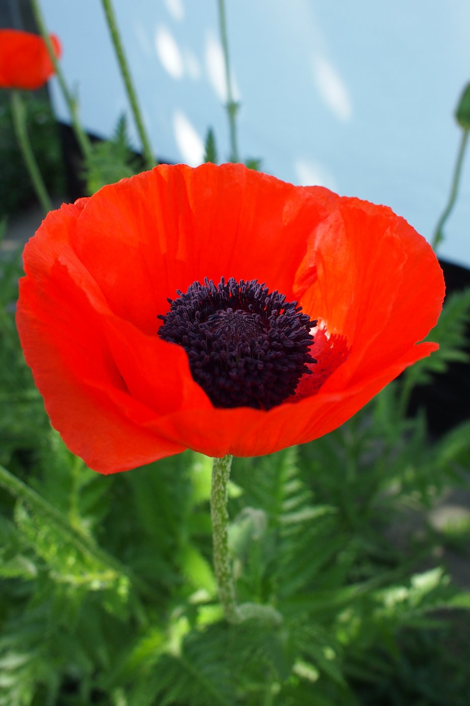 Изображение особи Papaver setiferum.