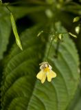 Impatiens parviflora