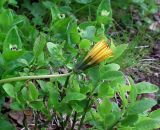 Taraxacum croceum. Соцветие. Кольский п-ов, окр. Росляково, обочина просёлка, в разнотравье. 14.06.2015.