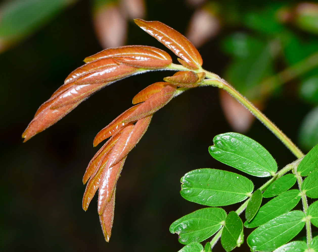 Image of Calliandra haematocephala specimen.
