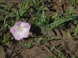 Convolvulus chinensis