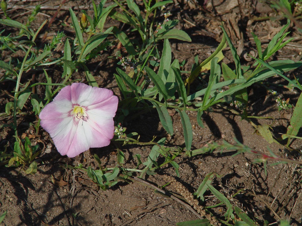 Изображение особи Convolvulus chinensis.