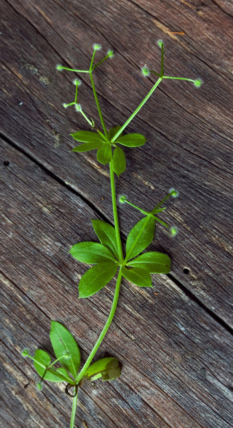 Image of Galium triflorum specimen.