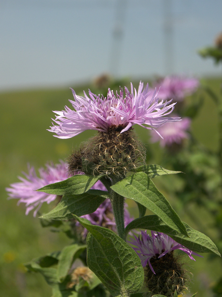 Изображение особи Centaurea alutacea.