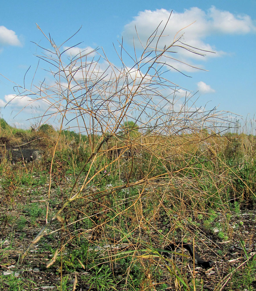 Image of Sisymbrium altissimum specimen.