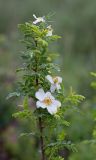 Rosa spinosissima. Верхушка цветущего растения. Алтайский край, окр. пос. Тигирек, заповедник \"Тигирекский\", низовья долины р. Малый Тигирек, пологий кустарниковый склон. 24.05.2015.
