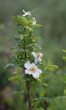 Rosa spinosissima