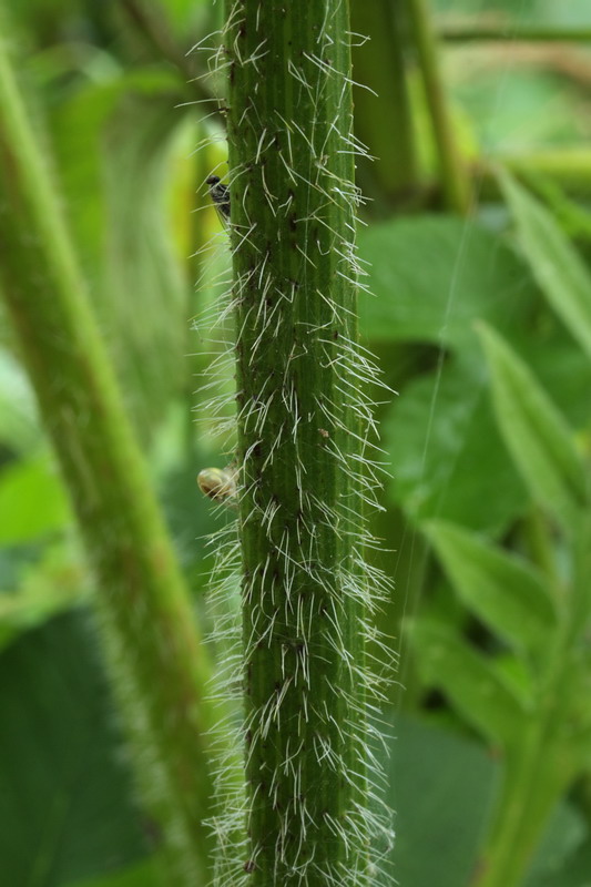 Image of Chaerophyllum aromaticum specimen.