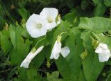 Calystegia sepium