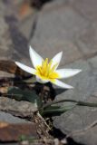 Image of taxon representative. Author is Евгений Давкаев