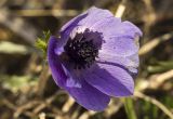 Anemone coronaria