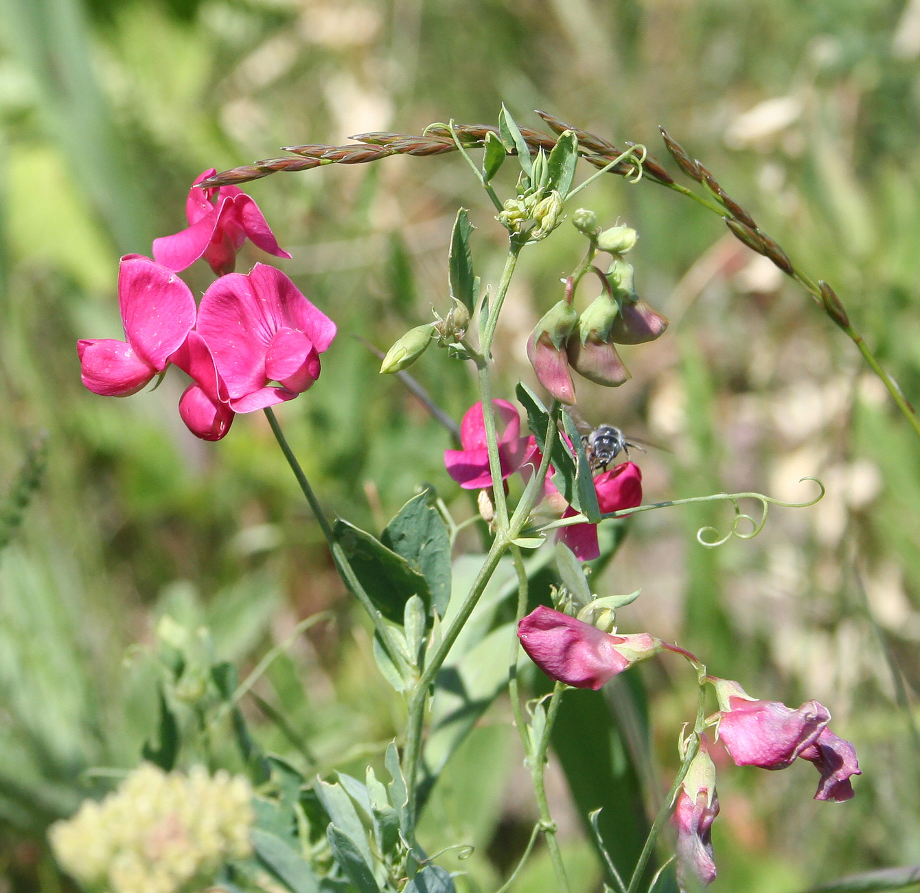 Изображение особи Lathyrus tuberosus.