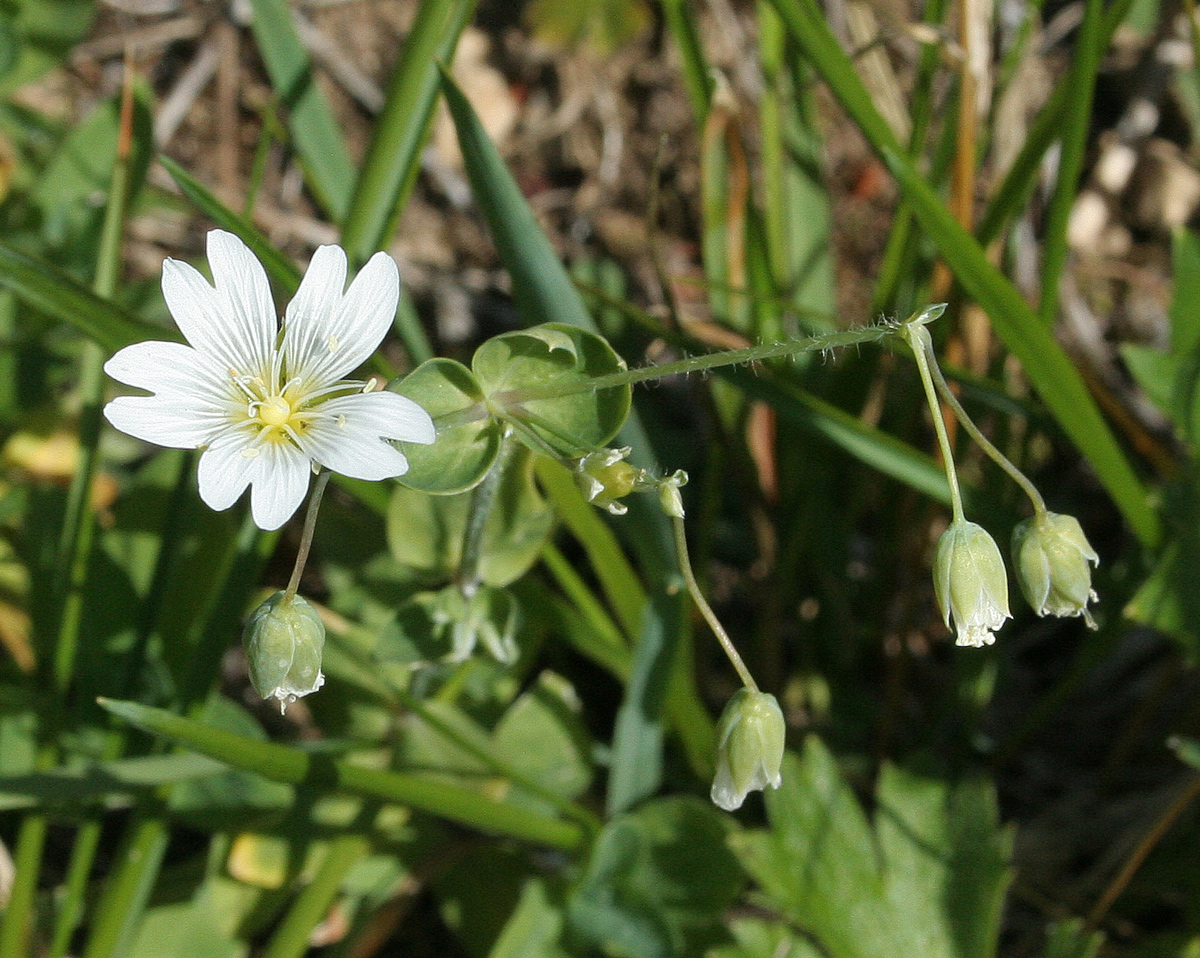 Изображение особи Cerastium davuricum.