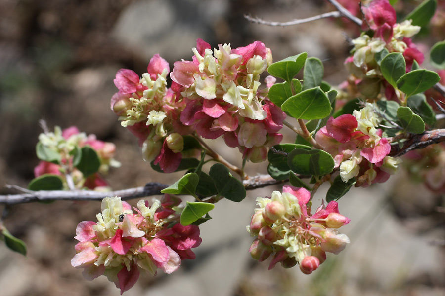 Изображение особи Atraphaxis pyrifolia.