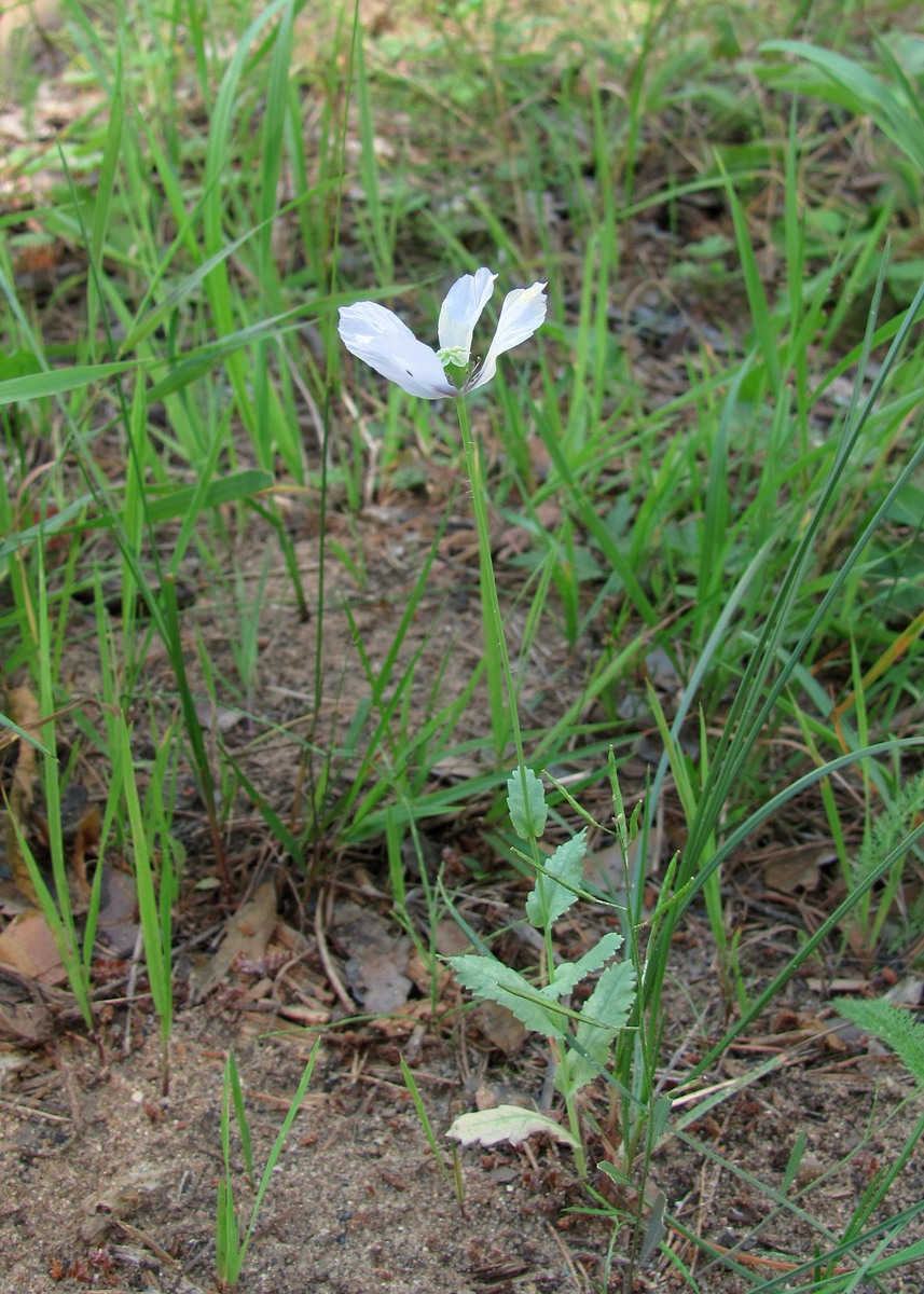 Image of Papaver somniferum specimen.