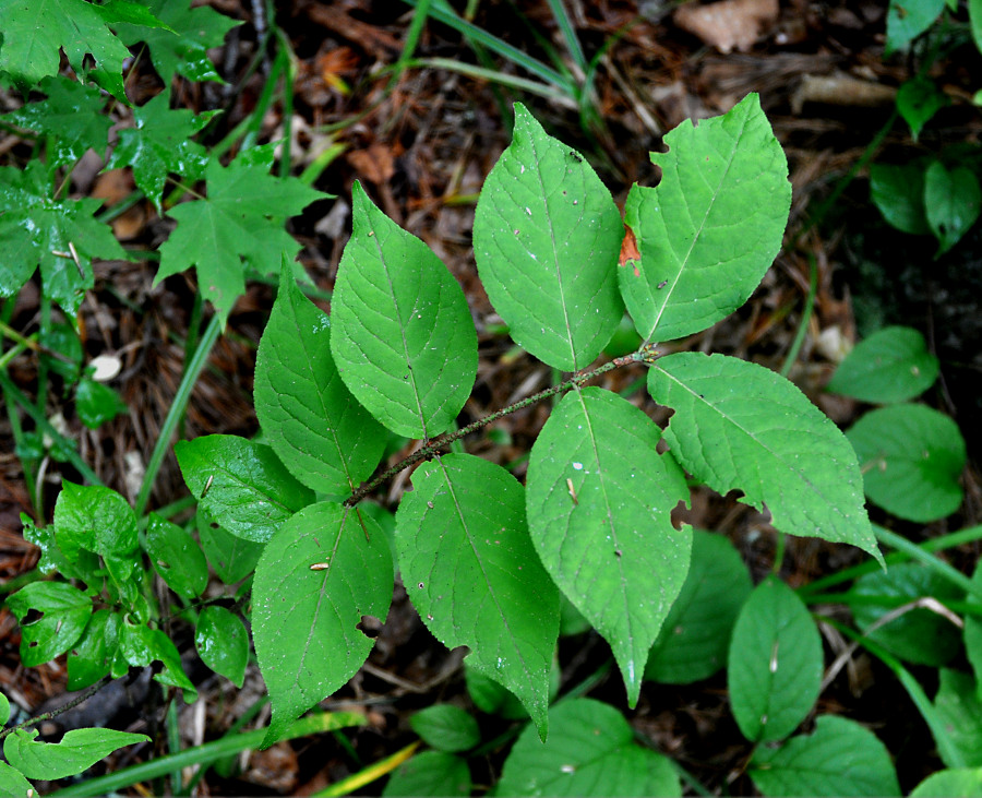 Image of Euonymus pauciflorus specimen.