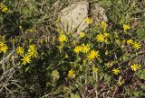 Senecio leucanthemifolius