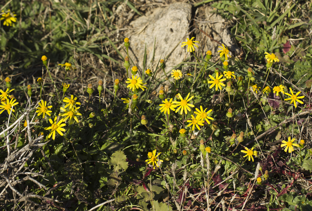 Image of Senecio leucanthemifolius specimen.