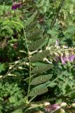 Hedysarum alpinum. Лист. Свердловская обл., окр. г. Североуральск, правый берег канала Дублёр, у основания известняковых скал. 28.06.2015.