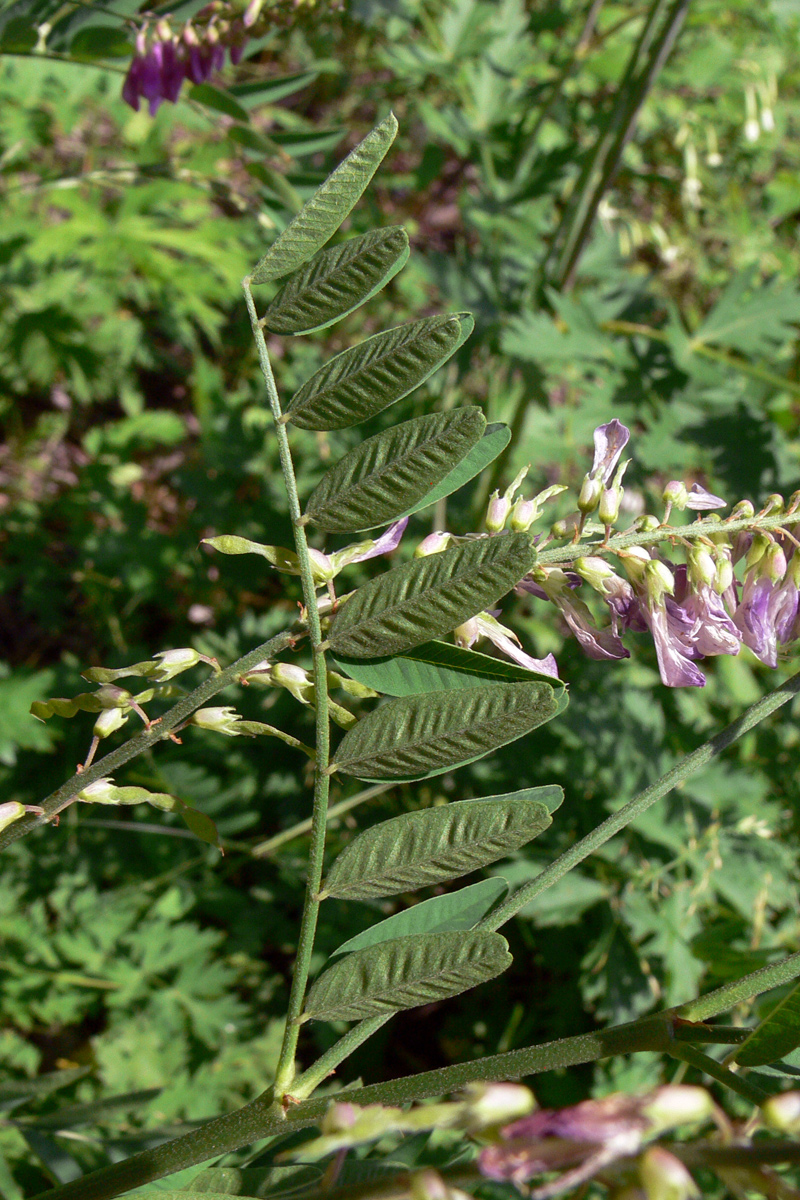 Image of Hedysarum alpinum specimen.