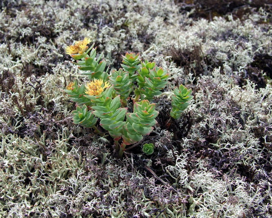 Image of Rhodiola rosea specimen.