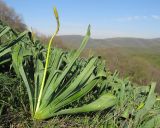 Eremurus spectabilis. Зацветающее растение. Краснодарский край, м/о г. Новороссийск, гора Лысая-Новороссийская, горная степь, ≈ 500 м н.у.м. 17.04.2016.