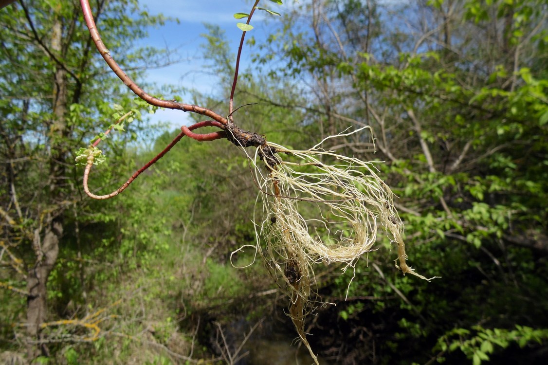 Image of Euphorbia stricta specimen.