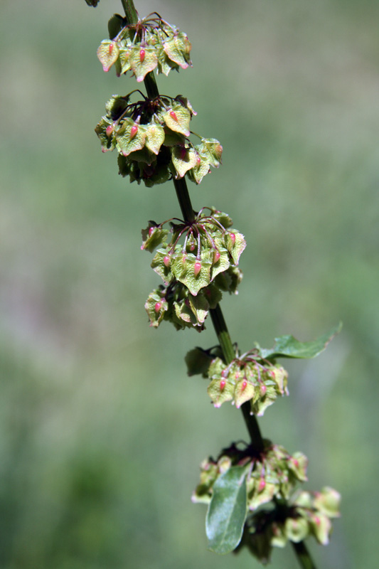 Image of Rumex drobovii specimen.