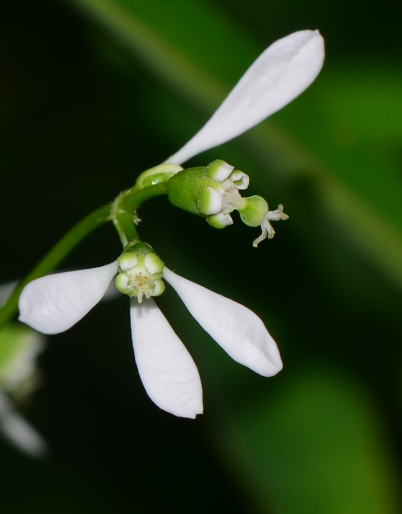 Image of Euphorbia graminea specimen.