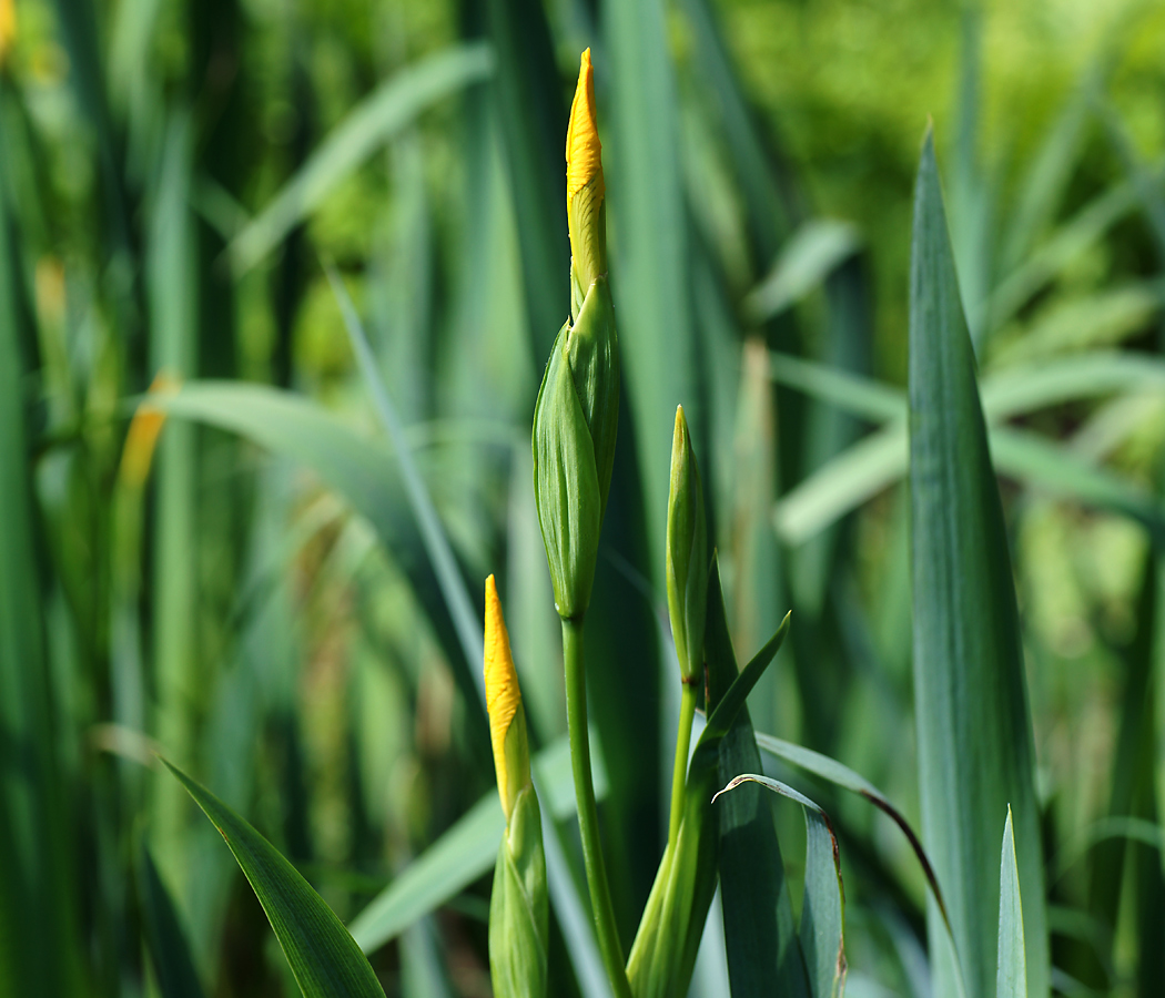 Изображение особи Iris pseudacorus.