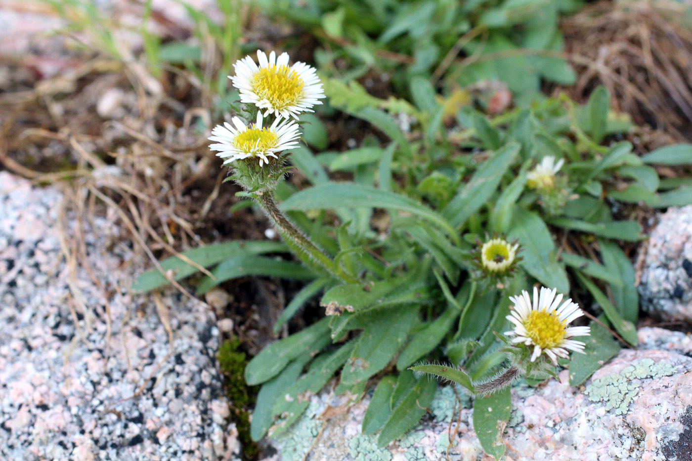 Image of Erigeron pallidus specimen.