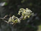 Maackia amurensis. Ветвь с побегами. Приморье, окр. г. Находка, мыс Пассека, на скалистом обрыве. 29.05.2016.