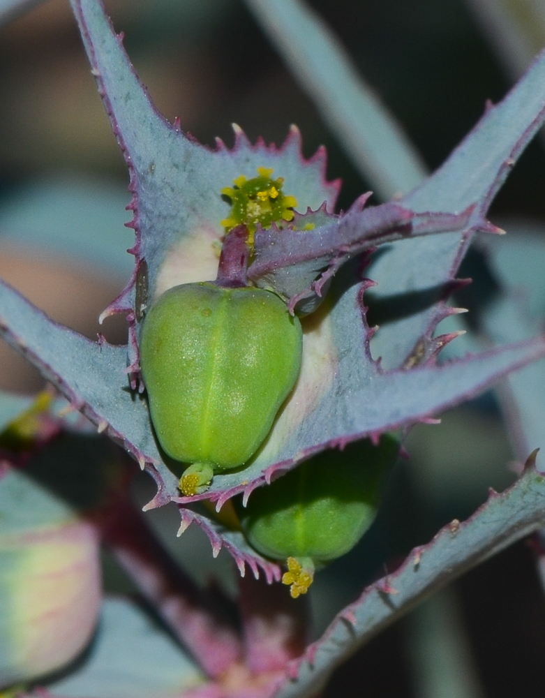 Image of Euphorbia retusa specimen.