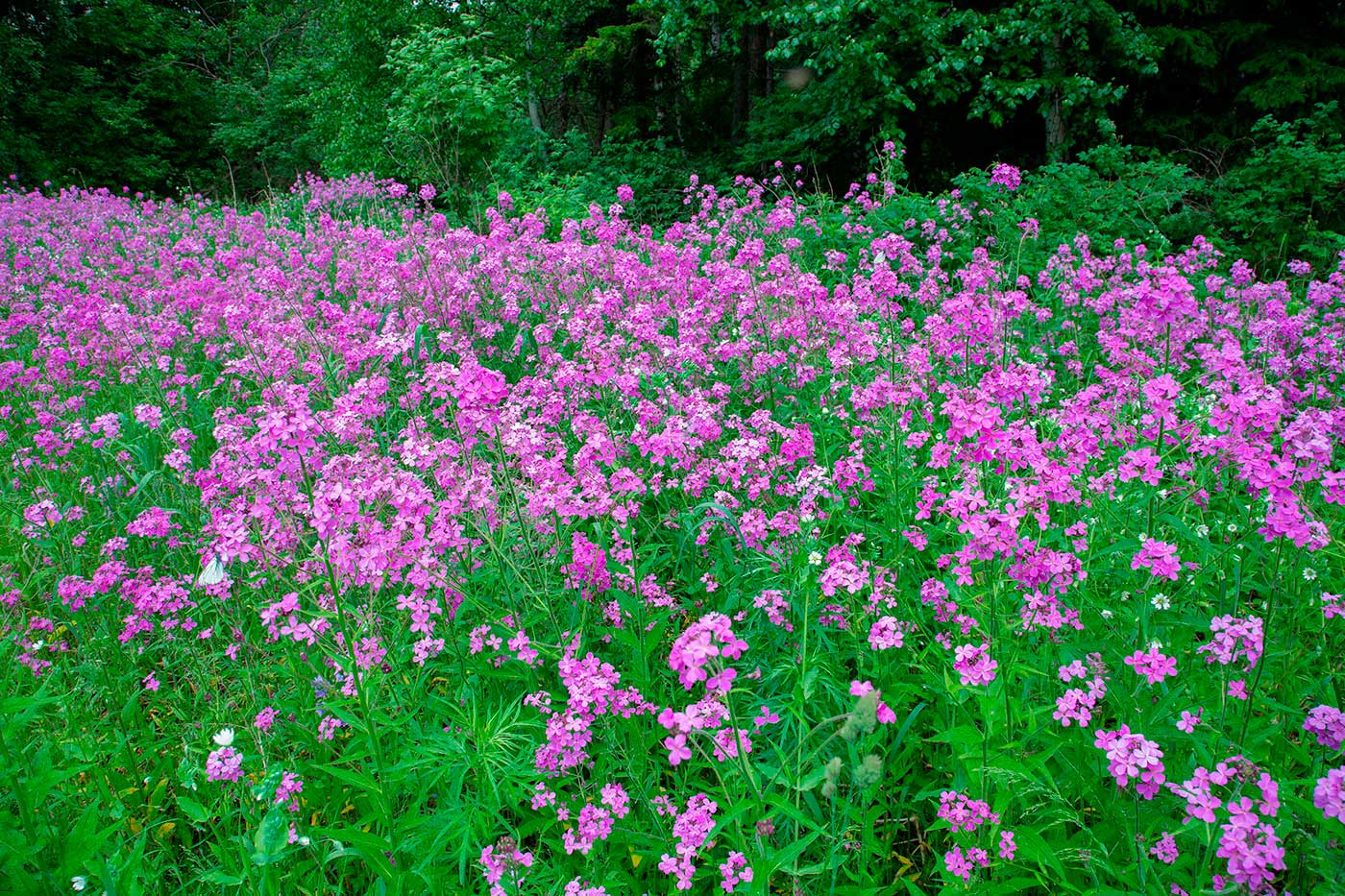 Image of Hesperis sibirica specimen.