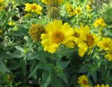 genus Ximenesia. Верхушка цветущего растения. Крым, Симферополь, ботсад университета. 27 октября 2009 г.