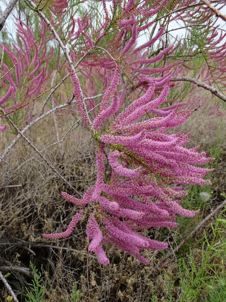 Image of Tamarix elongata specimen.