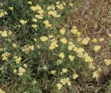 Achillea × submicrantha. Группа цветущих растений. Волгоградская обл., Иловлинский р-н, пойма р. Дон. 21.06.2016.