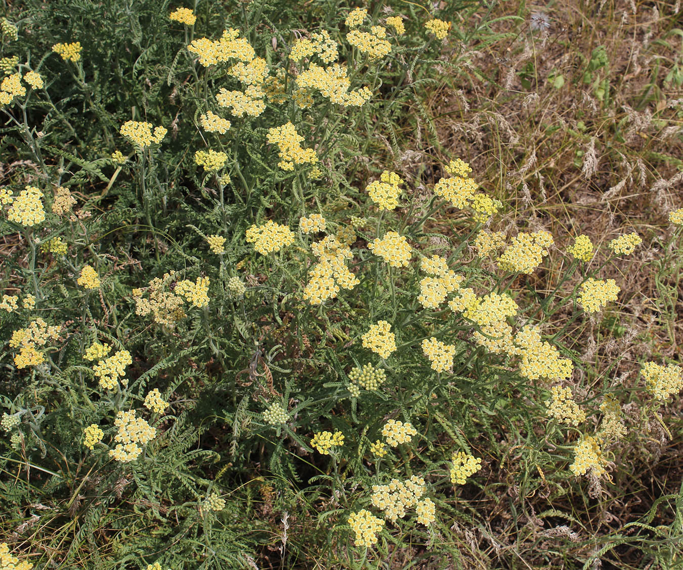 Image of Achillea × submicrantha specimen.