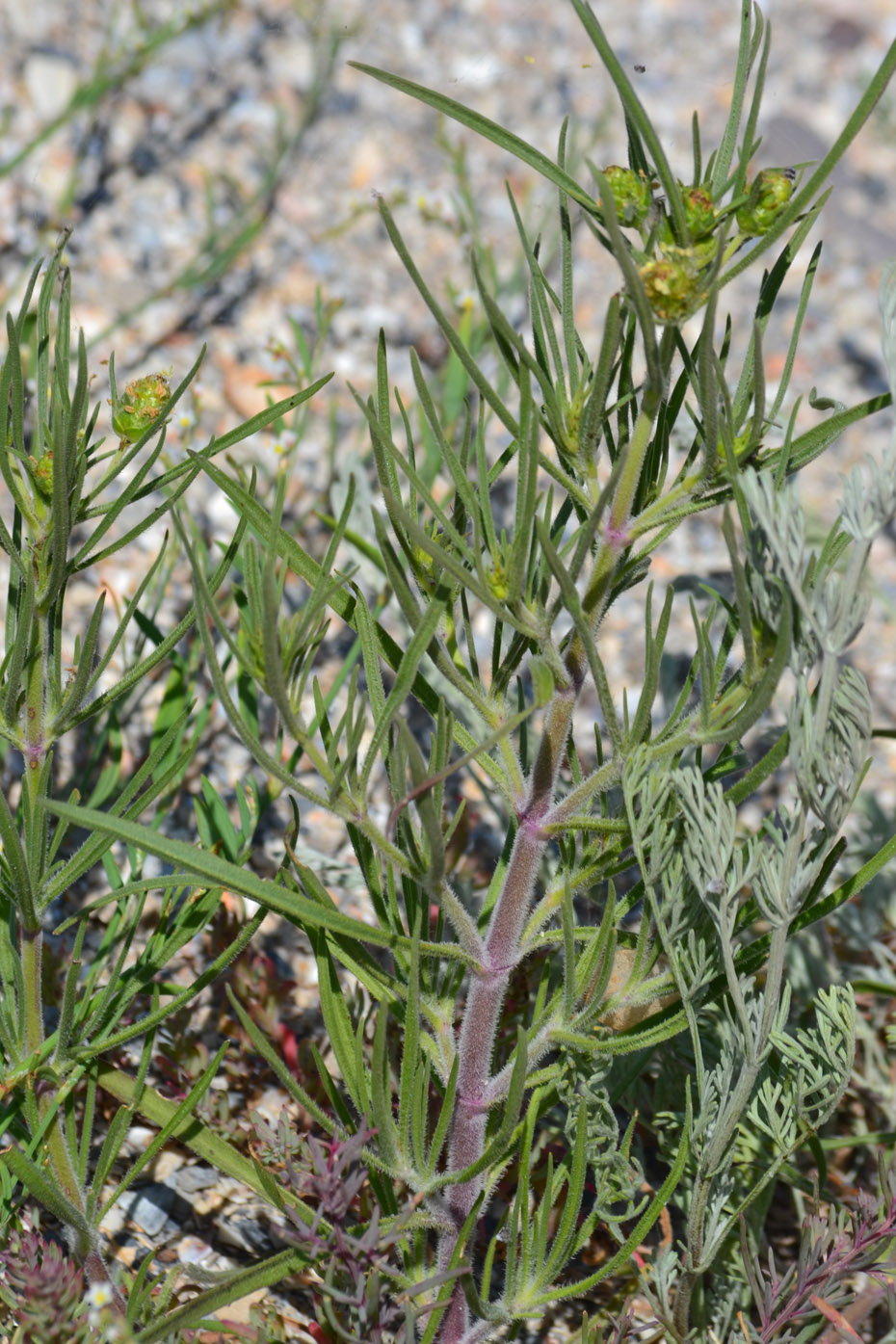 Image of Plantago arenaria ssp. orientalis specimen.