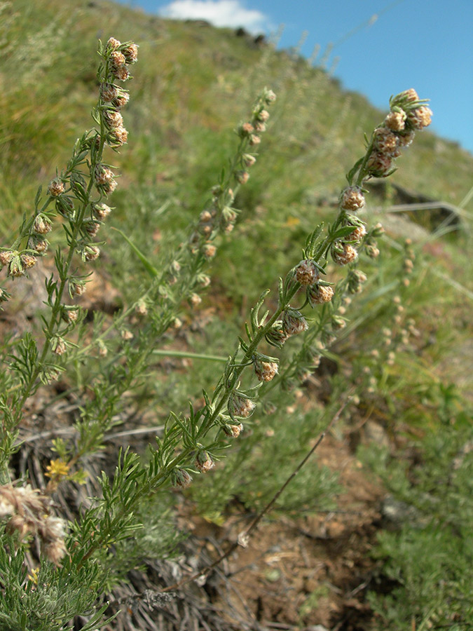 Изображение особи Artemisia subviscosa.