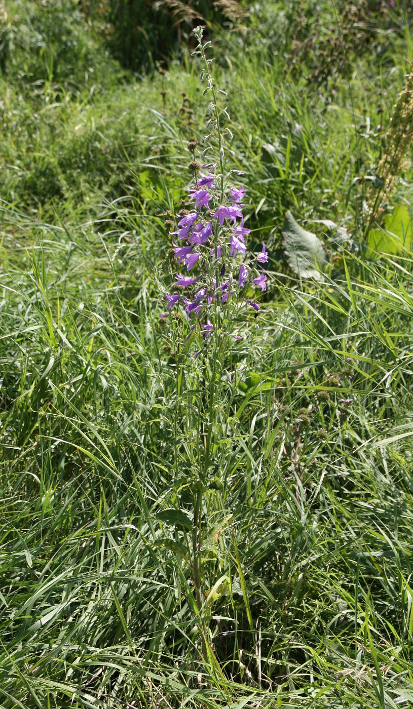 Image of Campanula rapunculoides specimen.
