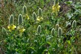 Verbascum ovalifolium